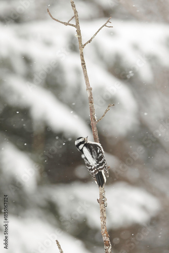 Downy Woodpecker, Dryobates pubescens, in snowfall, female's back