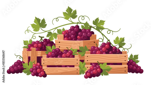 Picturesque arrangement of wooden crates brimming with ripe red and purple grapes, beautifully intertwined with green grapevines and leaves.