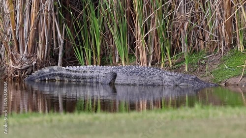 American alligator soaking up the warmth of the sun on the bank of a small marsh type pond, on the gulf coast of Texas.