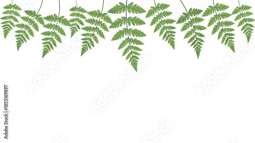Delicate top border design showcasing a graceful array of fresh green fern leaves, creating a beautiful and natural decorative element.