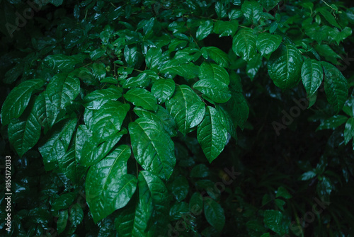 名刺バック用の画像　アドベさんよAIなんかに頼るとバカを見るよ！