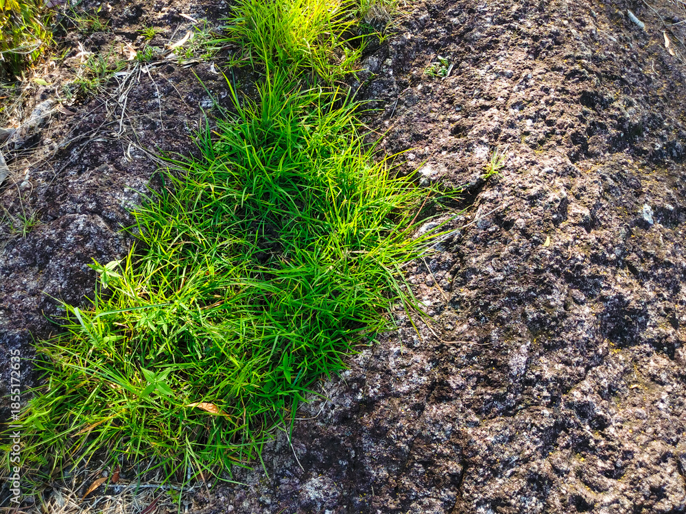 Obraz premium Fresh green grass grows between the rocks