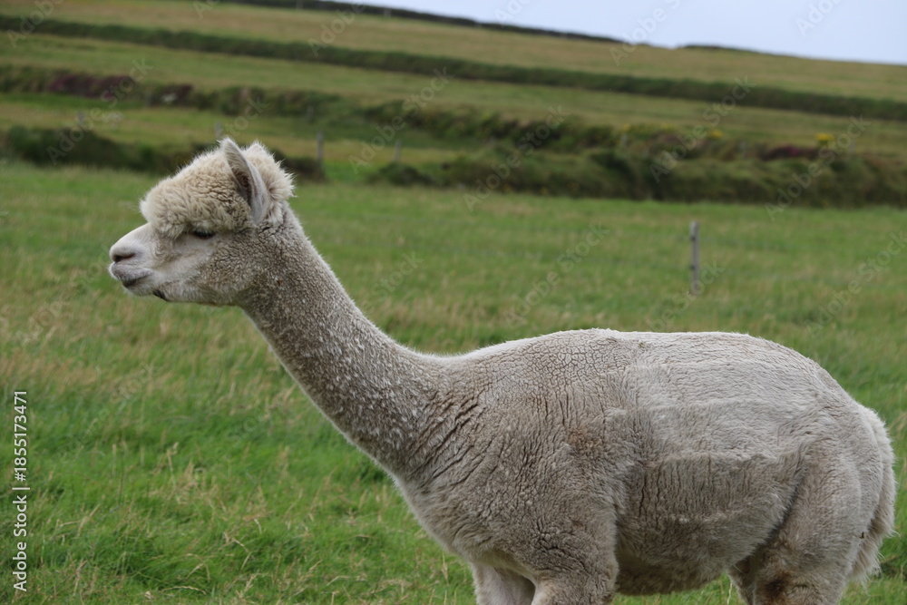 Naklejka premium Alpaga domestique évoluant librement dans une ferme écologique en Irlande