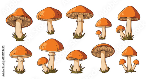 Collection of wild mushrooms with orange caps and white stems are illustrated in various sizes and growth stages.
