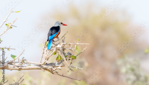 Fotografie Grey-headed Kingfisher
(Halcyon leucocephala) and it's bright vermillion bill  i