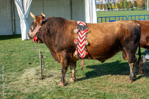 Brown bull with traditional Turkish fabric on it on green grass