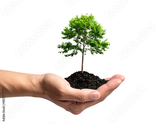 Tree plant in hand isolated on transparent background - PNG format. 