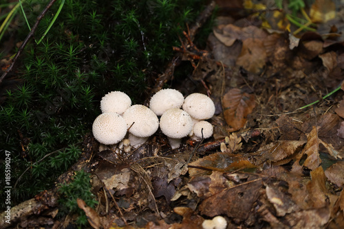 Fotografi A group of snow-white puffball mushrooms with a characteristic spiky texture grows on the damp forest floor next to dark green moss