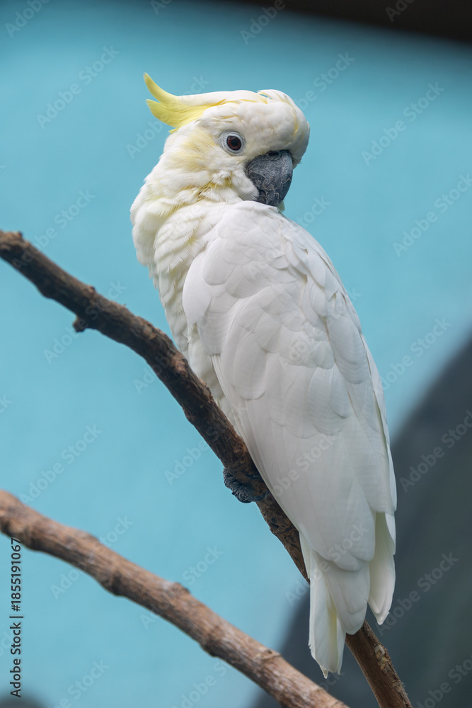 Fototapeta premium Sulphur-crested Cockatoo (Cacatua galerita), native to wooded habitats in Australia and New Guinea