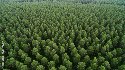 Aerial View of Dense Pine Forest