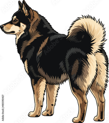 Lapponian Herder dog standing alert rear view looking away
