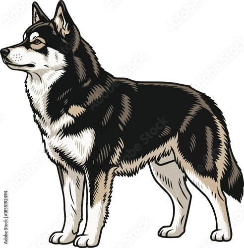 Lapponian Herder dog standing side profile view pose