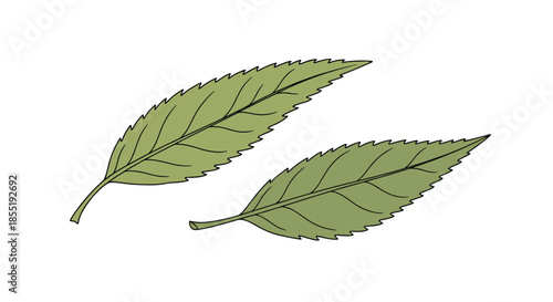 Simple illustration of two green serrated leaves with fine details and veins on a plain white background for botanical studies.