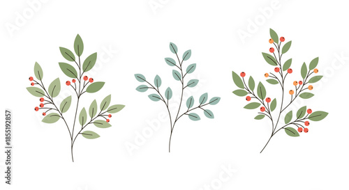 Delicate botanical illustration featuring three separate green leafy branches with small red and orange berries on a white background.