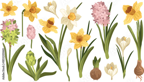 Hand-drawn spring botanical illustrations of daffodil flowers, bulb and leaves, narcissus plant, crocus flowers and hyacinth 