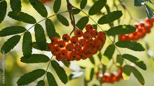 Closeup of vibrant red rowan berries hanging from a branch with green leaves.