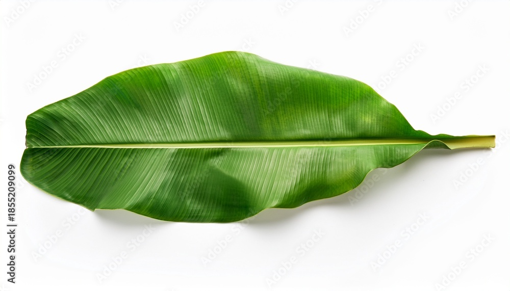 Fototapeta premium Tropical Banana Leaf Isolated On White Background