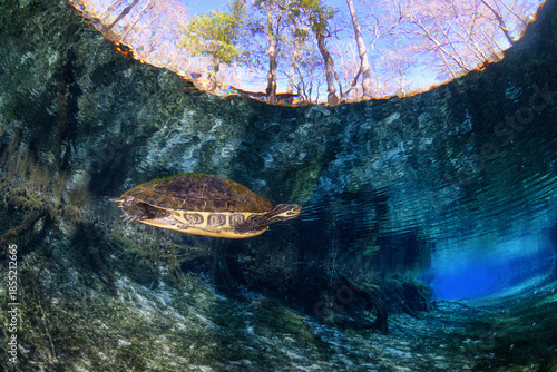 Turtle Swimming in Spring