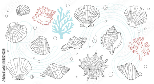 Beautiful arrangement of various seashell species and coral in line art style for summer beach themed design and decorations.