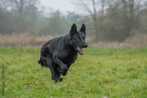 The dog in the picture is probably a black German Shepherd or Dutch Shepherd.