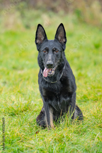 The dog in the picture is probably a black German Shepherd or Dutch Shepherd.