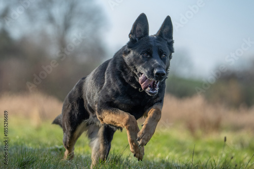 The picture shows a German Shepherd Dog (GSD).