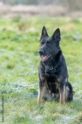 The picture shows a German Shepherd Dog (GSD).