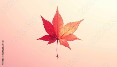 Red And Orange Maple Leaf Against Soft Pink Background