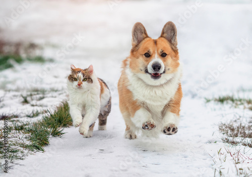 cute corgi dog and fluffy cat running through winter garden