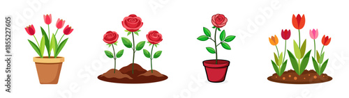 Beautiful flower arrangements roses and tulips in pots vector illustration design element for art