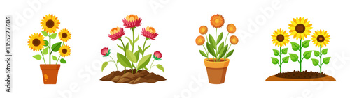 Illustration of sunflowers and flowers in pots and soil for garden and home decor ideas vector