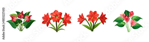 Buy beautiful red amaryllis flower bouquets online fresh cut amaryllis flower arrangements today