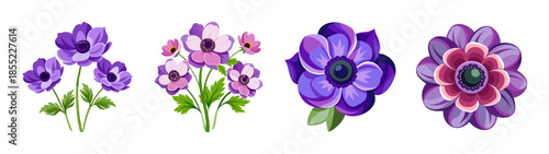 Beautiful anemone flower arrangement vector illustration for graphic design and decoration use