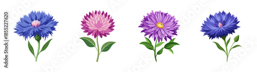 Vector illustration of colorful aster flowers floral arrangement botanical design element