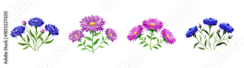 Stock vector illustration of beautiful floral arrangement of asters and cornflowers bouquets