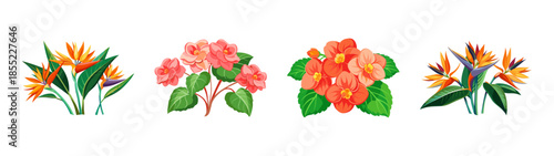 Beautiful tropical flower arrangement illustration featuring bird of paradise and begonia plants