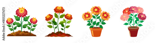 Colorful dahlia flower vector illustration set with soil and pot for garden and home decor ideas