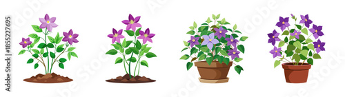 Explore stages of asarina scandens cultivation from seedling to potted flowering plants stages