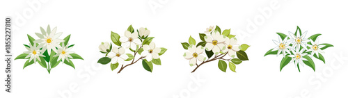 Beautiful white magnolia flowers illustrations for spring floral designs and botanical art projects