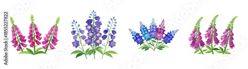 Watercolor foxglove flower illustration digitalis purpurea botanical art garden design element floral decor