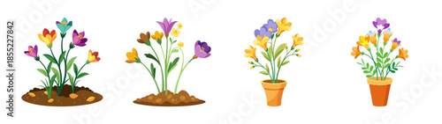 Beautiful freesia flowers illustration vector, spring flower garden, floral design element, nature art