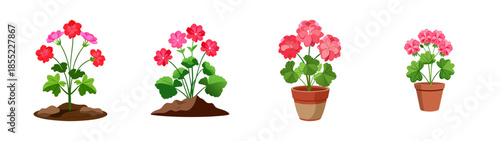 Explore blooming geraniums flowers vector illustration for gardening and floral design projects