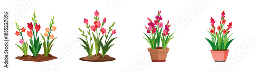 Buy gladiolus flower bulbs online: planting guide, care tips, and varieties for sale in your garden