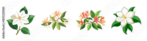 Beautiful floral arrangement featuring honeysuckle and white flowers for botanical designs and art