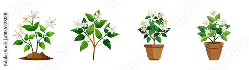 Stock vector illustration of potted jasmine plants indoor houseplant home decor gardening idea 90 chars