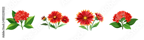 Beautiful red flower ixora and gerbera daisy bouquet floral arrangement illustration design art