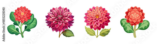 Beautiful dahlia flower vector art illustration of botanical floral arrangement with flowers and leaves