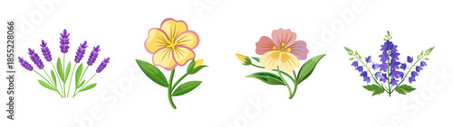 Beautiful lavender flowers pansy flower and delphinium flower vector illustration design element