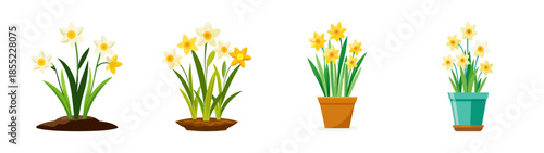 Illustration of daffodil flowers in pots, spring flower arrangements, floral design elements, easter decor