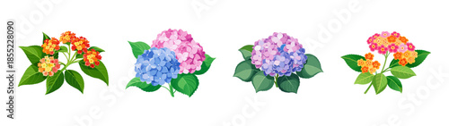 Colorful floral arrangement featuring hydrangea and lantana flowers for botanical designs and art